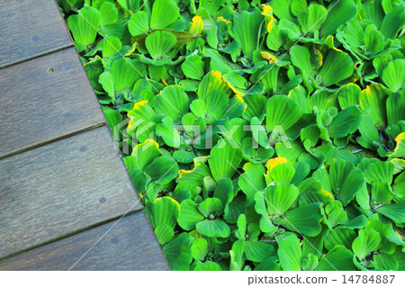 Pistia stratiotes wood background Pistia stratiotes wood background 14784887