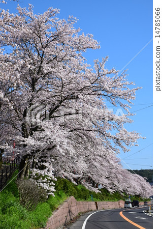 一排櫻花樹和道路 14785066