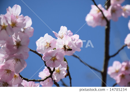 櫻花和穆西 14785234