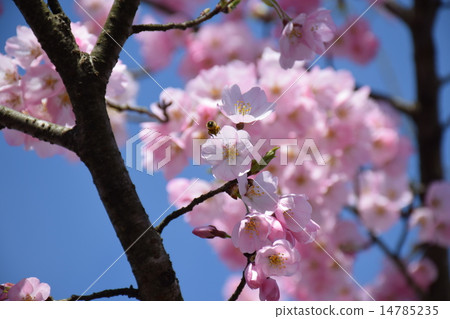 Sakura and Musi 14785235