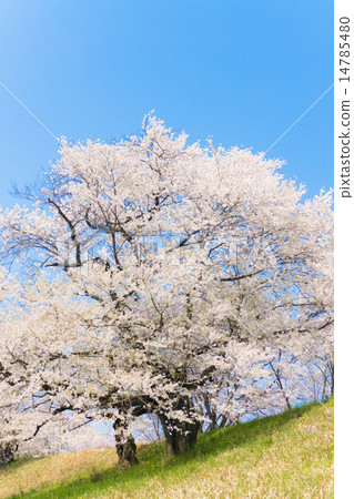 櫻花 櫻花 14785480