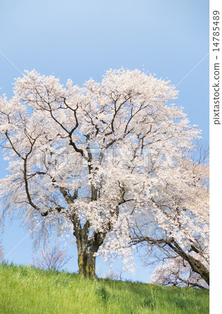 櫻花 14785489