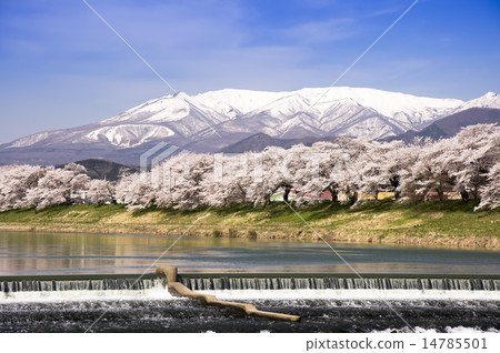 First glance at Shiraishikawa Tsutsumi Senbonzakura First glance at Shiraishikawa Tsutsumi Senbonzakura 14785501