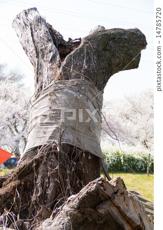 枯萎的櫻花樹（愛知縣的木曾河岸） 14785720