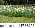 Japanese daffodils of Hibiya Park 14786028