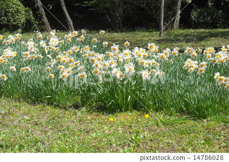 Japanese daffodils of Hibiya Park Japanese daffodils of Hibiya Park 14786028