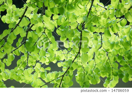 綠色的窗簾 綠色的窗簾 14786059