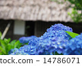 Old private house with hydrangea 14786071