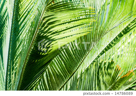 Yabuonizamia, Cycadaceae, Australia, New South Wales 14786089
