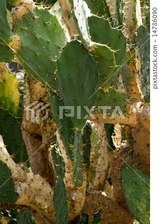 Opinzia · Leucotricha, Silver world, Owish cactus 14786090