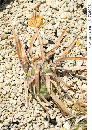 TEFLOKACUTSU · ALTIT CLUTUS · PAPIRACA, YAKOUCHI of the day, Cactaceae, Latin America TEFLOKACUTSU · ALTIT CLUTUS · PAPIRACA, YAKOUCHI of the day, Cactaceae, Latin America 14786098