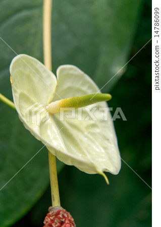 Anthurium·Scandins類似物種,Tyroid家族,厄瓜多爾 Anthurium·Scandins類似物種,Tyroid家族,厄瓜多爾 14786099