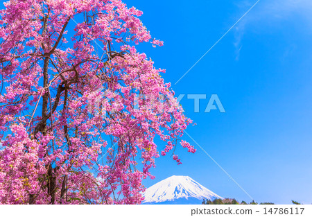 富士山和Shidarezakura 富士山和Shidarezakura 14786117
