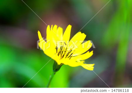 貓頭鷹的黃色花 貓頭鷹的黃色花 14786118