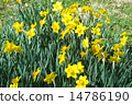 Hibiya Park's trumpet daffodils 14786190