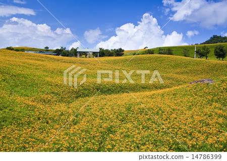 滿山遍野的金針花 滿山遍野的金針花 14786399