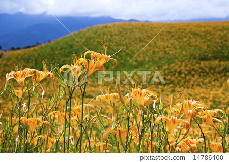 Needles 14786400
