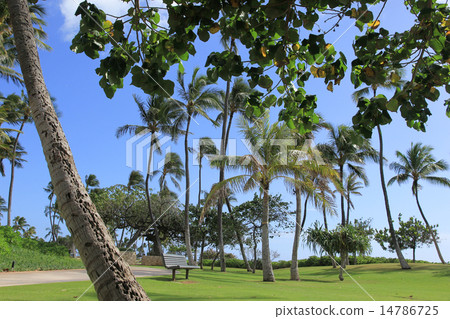 Hawaii palm tree and sky Kaolina 14786725