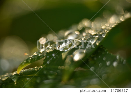在早晨露水的葉子震動 在早晨露水的葉子震動 14786817