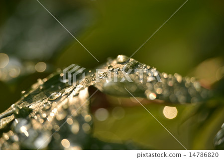 在晨露4中搖晃的葉子 在晨露4中搖晃的葉子 14786820