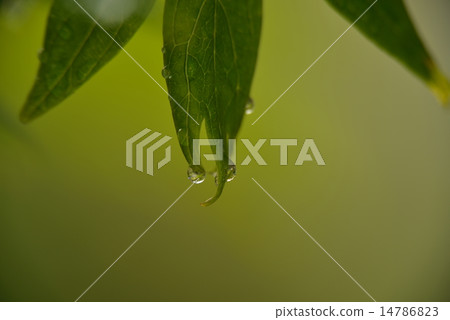 葉子在早晨露水7波動 葉子在早晨露水7波動 14786823