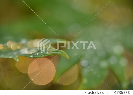 在早晨露水12的葉子震動 在早晨露水12的葉子震動 14786828