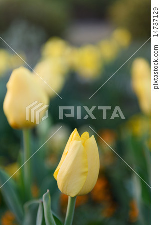 Tulip rhythmically Tulip rhythmically 14787129