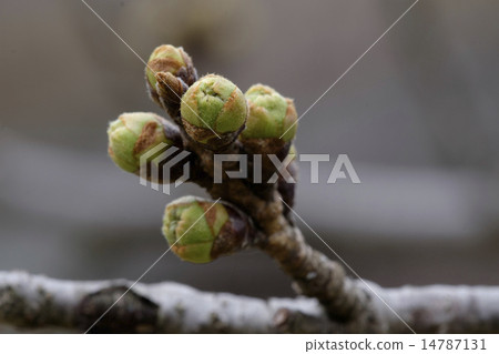 Cherry bud Cherry bud 14787131
