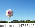 Blue Sky and Dahlia 14787142