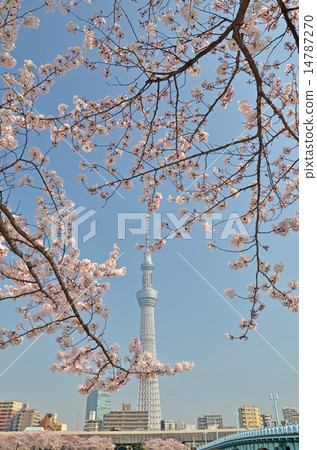 Cherry blossoms in full bloom and Tokyo sky tree Cherry blossoms in full bloom and Tokyo sky tree 14787270
