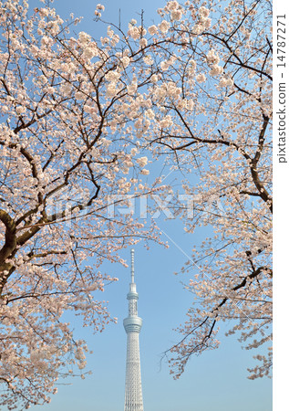 Cherry blossoms in full bloom and Tokyo sky tree Cherry blossoms in full bloom and Tokyo sky tree 14787271