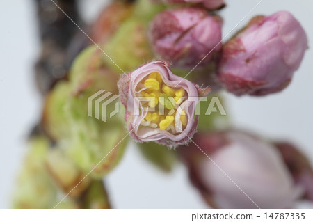 櫻花橫斷面照片 14787335