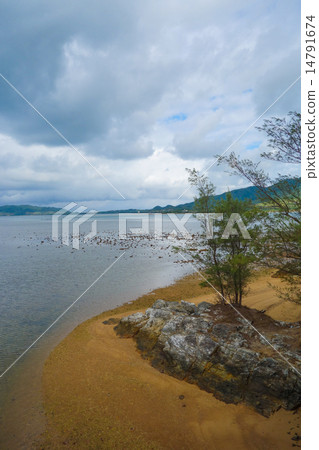 沖繩縣石垣島野口河 14791674