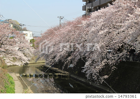 Yokohama Ooka River Cherry Blossoms 14793361