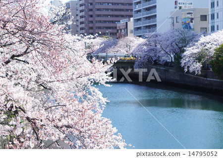 大岡河_櫻花03 大岡河_櫻花03 14795052