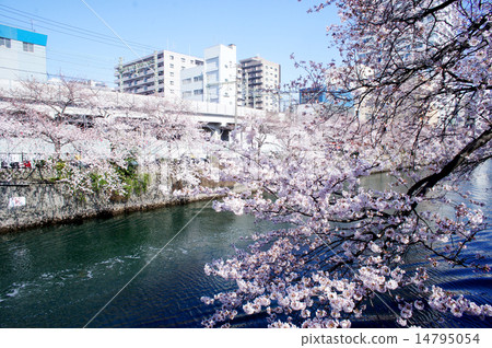 大岡河_櫻花05 大岡河_櫻花05 14795054