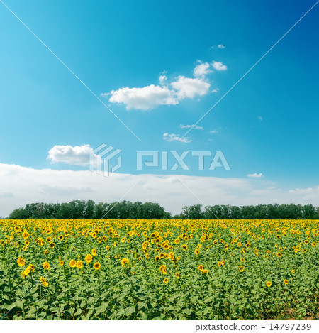 field with sunflowers and clouds in sky 14797239