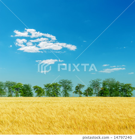 harvest field with trees under deep blue sky 14797240