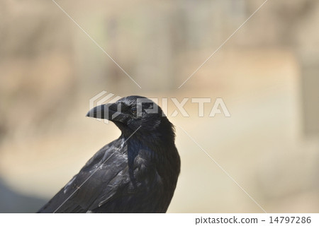 Hermopotus glass 14797286