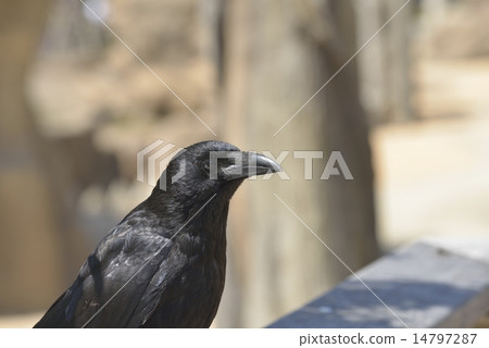 Hermopotus glass 14797287