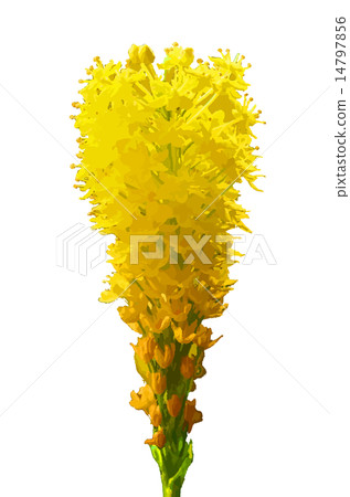 Bourbonella花 Bourbonella花 14797856