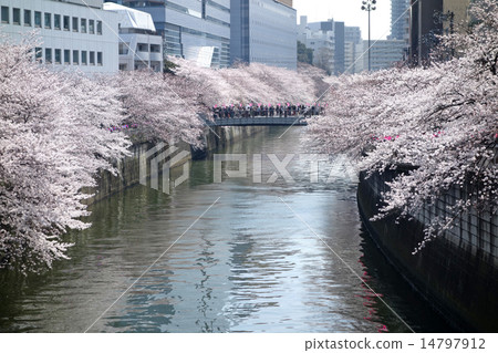 目黑河（從Meguro Shimbashi看到的太鼓橋）的櫻花 14797912