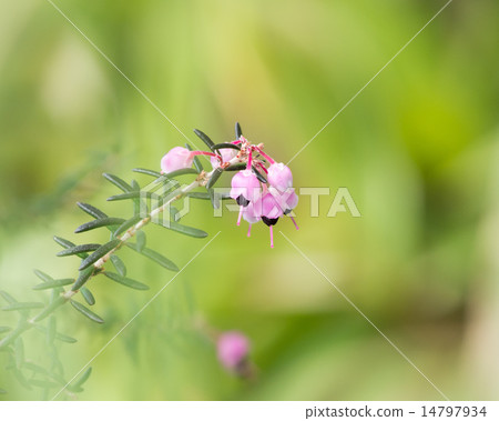 Serpent Elementa的艾略特 14797934