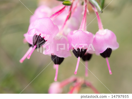 Serpent Elementa的艾略特 Serpent Elementa的艾略特 14797935