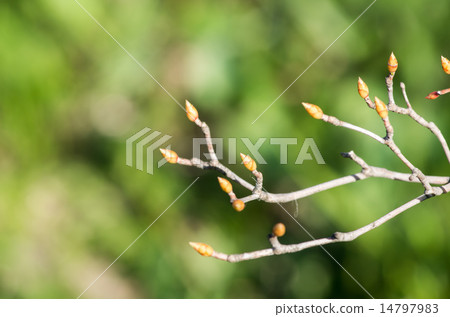 New bud of donut azalea 14797983