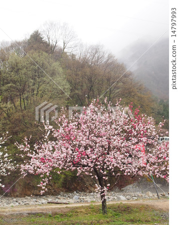 多雨的花桃 14797993
