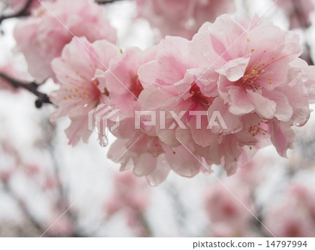 多雨的花桃 14797994