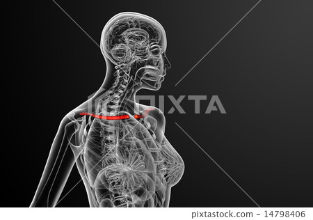 3d render  illustration of the clavicle bone 14798406