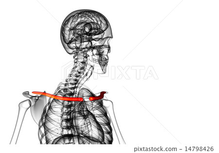 3d render illustration of the clavicle bone 14798426