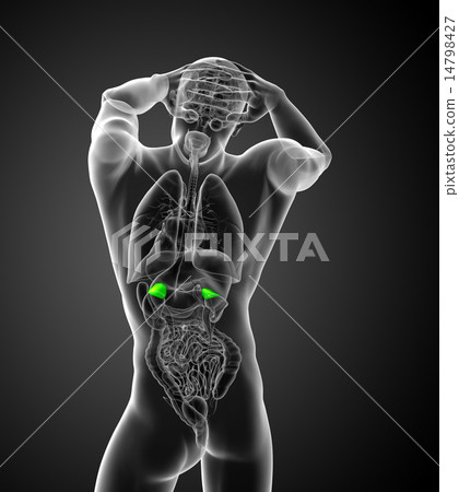 3d render  illustration of the  adrenal glands 14798427
